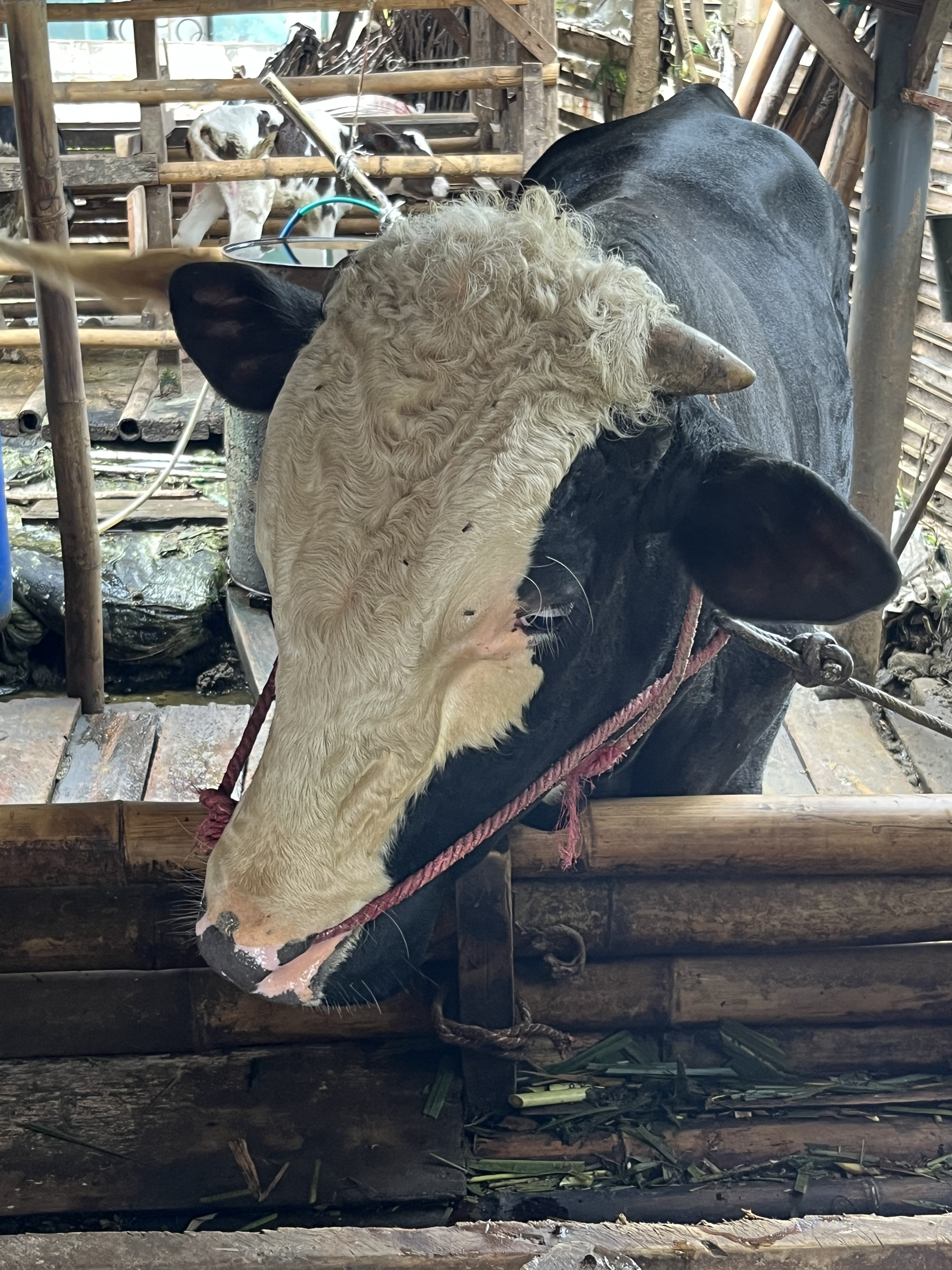 Edukasi kepada Peternak